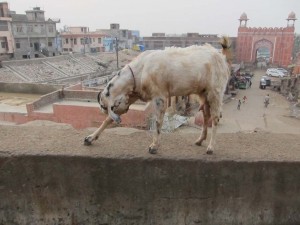 Keď sa koza pokloní